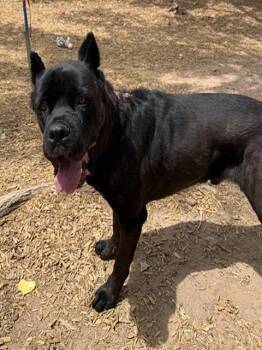 Cane Corso Dogs Available for Adoption in Albuquerque, New Mexico - HADES | PetCurious