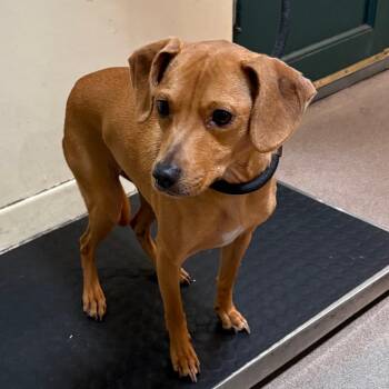 Lucy -  Chihuahua Dog for Adoption in Pasadena, California - Lucy | PetCurious