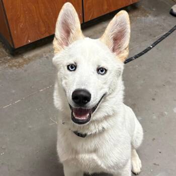 Husky Dogs Available for Adoption in Yuma, Arizona - HSOY-Stray-127564 | PetCurious