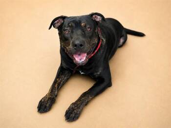 HAL JORDAN -  Mixed Breed Dog for Adoption in Jacksonville, Florida - HAL JORDAN | PetCurious