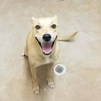 Sophie -  Whippet and Greyhound Dog for Adoption in Dripping Springs, Texas - Sophie | PetCurious