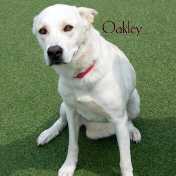 Oakley -  Shepherd and Mixed Breed Dog for Adoption in Parkersburg, West Virginia - Oakley | PetCurious