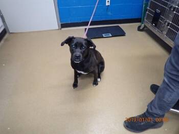 Pit Bull Terrier and Labrador Retriever Dogs Available for Adoption in St. Peters, Missouri - LUNA | PetCurious