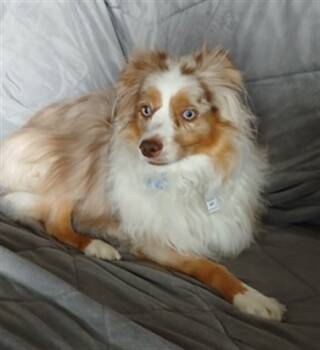 Rescue Australian Shepherd Dogs for Adoption in Loveland, Colorado - JASPER | PetCurious