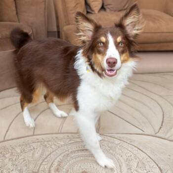 Australian Shepherd Dogs Available for Adoption in St. Louis, Missouri - NYLA | PetCurious