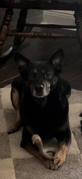 Cattle Dog Dogs Available for Adoption in Lucedale, Mississippi - Shasha | PetCurious