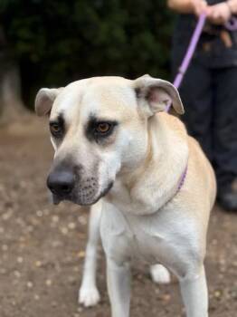 Arielle -  Mixed Breed Dog for Adoption in Lindenhurst, New York - Arielle | PetCurious