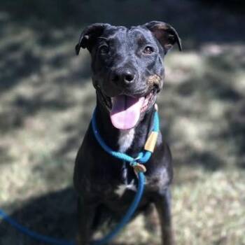 Luna -  Labrador Retriever Dog for Adoption in Columbia, South Carolina - Luna | PetCurious