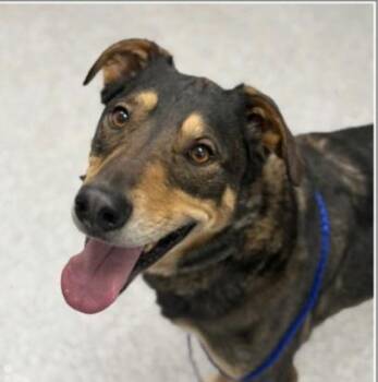 Beluga -  German Shepherd Dog Dog for Adoption in Grand Rapids, Michigan - Beluga | PetCurious