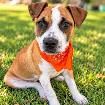 Bruce -  Boxer and Pit Bull Terrier Dog for Adoption in Humble, Texas - Bruce | PetCurious