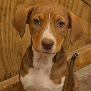 Australian Shepherd and Mixed Breed Dogs Available for Adoption - Fanta | PetCurious