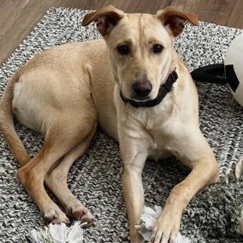 Dolly -  Labrador Retriever and Mixed Breed Dog for Adoption in Jefferson, New Jersey - Dolly | PetCurious