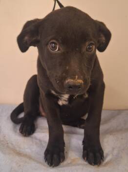 Dixie -  Black Labrador Retriever Dog for Adoption in Melbourne, Arkansas - Dixie | PetCurious