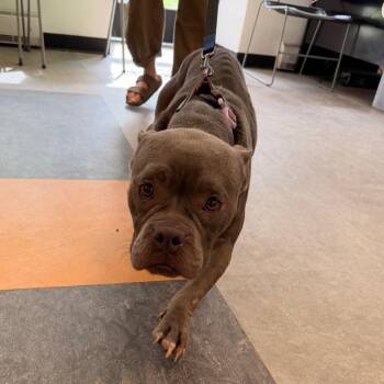 Cutie Pie -  Mixed Breed Dog for Adoption in Philadelphia, Pennsylvania - Cutie Pie | PetCurious