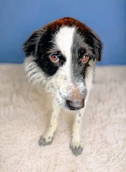 Rigby -  Terrier and Border Collie Dog for Adoption in Westfield, New York - Rigby | PetCurious