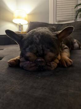 French Bulldog and Shar Pei Dogs Available for Adoption in Boston, Massachusetts - GODZILLA | PetCurious