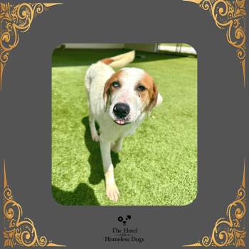 Fat Albert -  Great Pyrenees and Mixed Breed Dog for Adoption in Cumberland, Rhode Island - Fat Albert | PetCurious