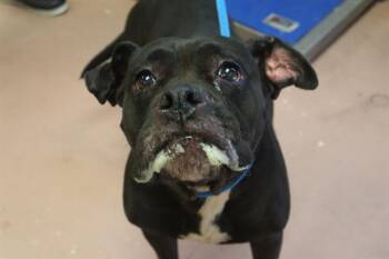 Rescue Mixed Breed Dogs for Adoption in Columbia, South Carolina - IVY | PetCurious