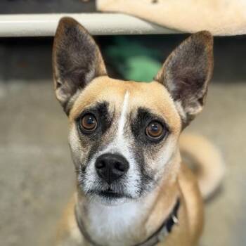 Chihuahua and Boston Terrier Dogs Available for Adoption in Sacramento, California - Truffles | PetCurious