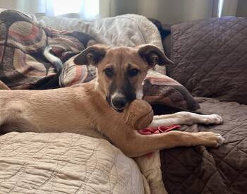 Kookie -  Labrador Retriever and Shepherd Dog for Adoption in San Diego, California - Kookie | PetCurious