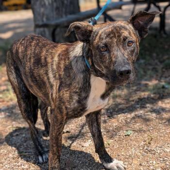 Mary Poppins -  Plott Hound and Mixed Breed Dog for Adoption in Buchanan Dam, Texas - Mary Poppins | PetCurious