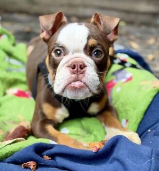 Paisley -  English Bulldog Dog for Adoption in Mount Pleasant, South Carolina - Paisley | PetCurious