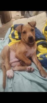 Jesse -  Pit Bull Terrier and Redbone Coonhound Dog for Adoption in Midland, Michigan - Jesse | PetCurious