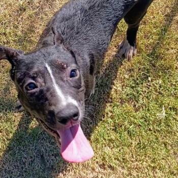 Rescue Pit Bull Terrier Dogs for Adoption in Corsicana, Texas - Nyx P47117 | PetCurious