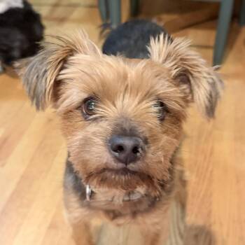 Rocky (guest dog) -  Yorkshire Terrier Dog for Adoption in Albany, New York - Rocky (guest Dog) | PetCurious