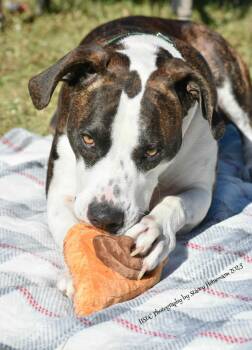 Rescue Boxer and Hound Dogs for Adoption in Umatilla, Florida - Zeke | PetCurious