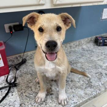 Sahara - Butler campus -  Cattle Dog and Mixed Breed Dog for Adoption in Flagstaff, Arizona - Sahara - Butler Campus | PetCurious
