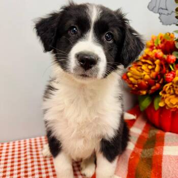Mable -  Border Collie Dog for Adoption in Lebanon, Missouri - Mable | PetCurious