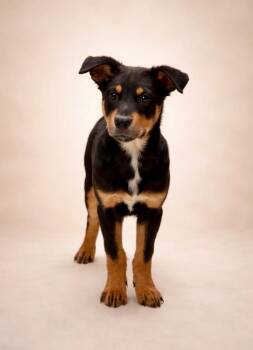 Mixed Breed Dogs Available for Adoption - Trace | PetCurious