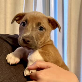 Ellis -  Shepherd Dog for Adoption in Brentwood, Tennessee - Ellis | PetCurious
