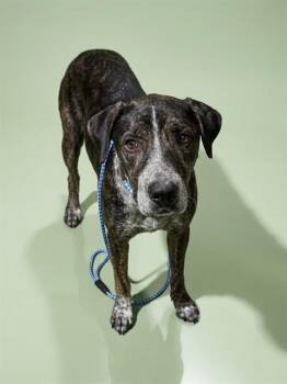 TYSON -  Mixed Breed Dog for Adoption in Jacksonville, Florida - TYSON | PetCurious