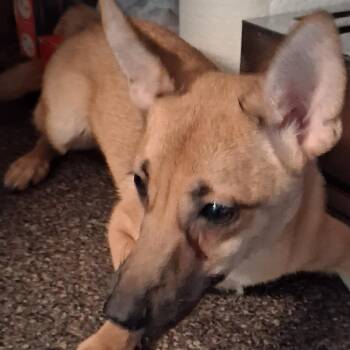 Rocket -  Labrador Retriever Dog for Adoption in Oak Bluffs, Massachusetts - Rocket | PetCurious