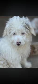 Lexi -  Australian Shepherd Dog for Adoption in Peebles, Ohio - Lexi | PetCurious