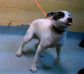 Pit Bull Terrier and Mixed Breed Dogs Available for Adoption - JUSTICE | PetCurious