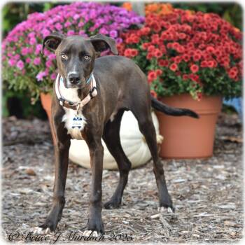 Rescue Labrador Retriever Dogs for Adoption in Wake Forest, North Carolina - Jefferson | PetCurious