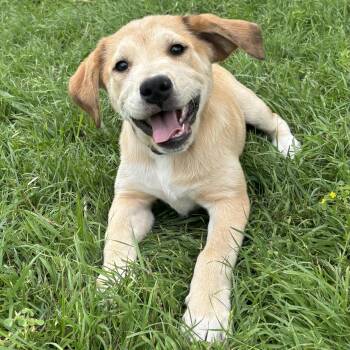 Labrador Retriever Dogs Available for Adoption in Krum, Texas - Tortellini | PetCurious