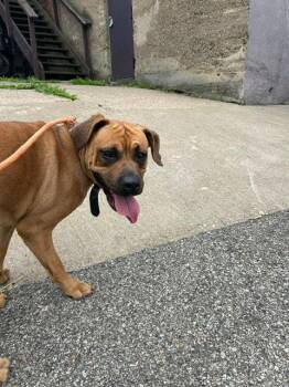 Boxer Dogs Available for Adoption in Clairton, Pennsylvania - HONEY | PetCurious