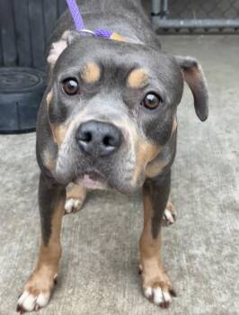 Tully -  Pit Bull Terrier Dog for Adoption in Chicago, Illinois - Tully | PetCurious