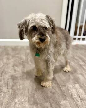 Rescue Miniature Schnauzer Dogs for Adoption in Kimberlin Heights, Tennessee - Gretel | PetCurious
