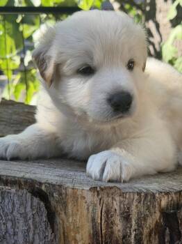 Draco -  German Shepherd Dog and Siberian Husky Dog for Adoption in Pleasant Hill, California - Draco | PetCurious