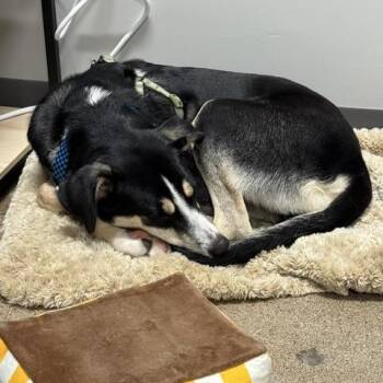 Lazlo D71059 -  German Shepherd Dog and Mixed Breed Dog for Adoption in Minnetonka, Minnesota - Lazlo D71059 | PetCurious