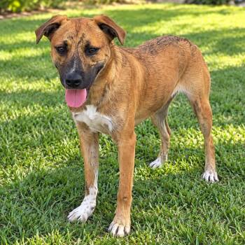 Saffron -  Shepherd and Cattle Dog Dog for Adoption in Baytown, Texas - Saffron | PetCurious
