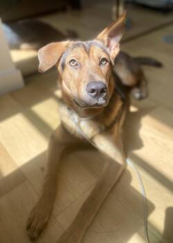 Jolene -  German Shepherd Dog and Mixed Breed Dog for Adoption in Thousand Oaks, California - Jolene | PetCurious