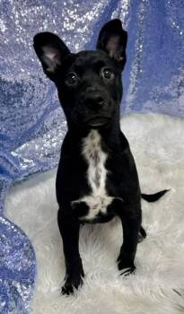 Terrier Dogs Available for Adoption - Evan | PetCurious
