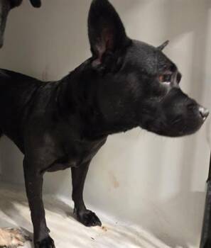Rescue American Staffordshire Terrier and Mixed Breed Dogs for Adoption in Houston, Texas - A639636 | PetCurious