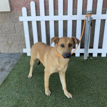 A614656 -  German Shepherd Dog and Mixed Breed Dog for Adoption in Modesto, California - A614656 | PetCurious